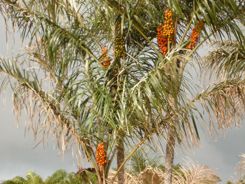 Palmier awara
